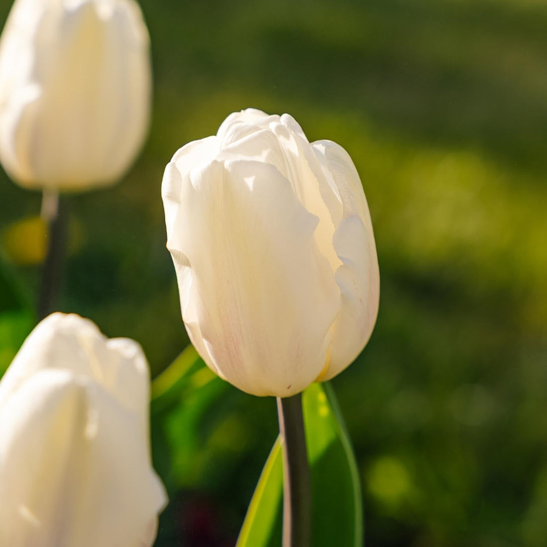 Tulpan 'White Flag'