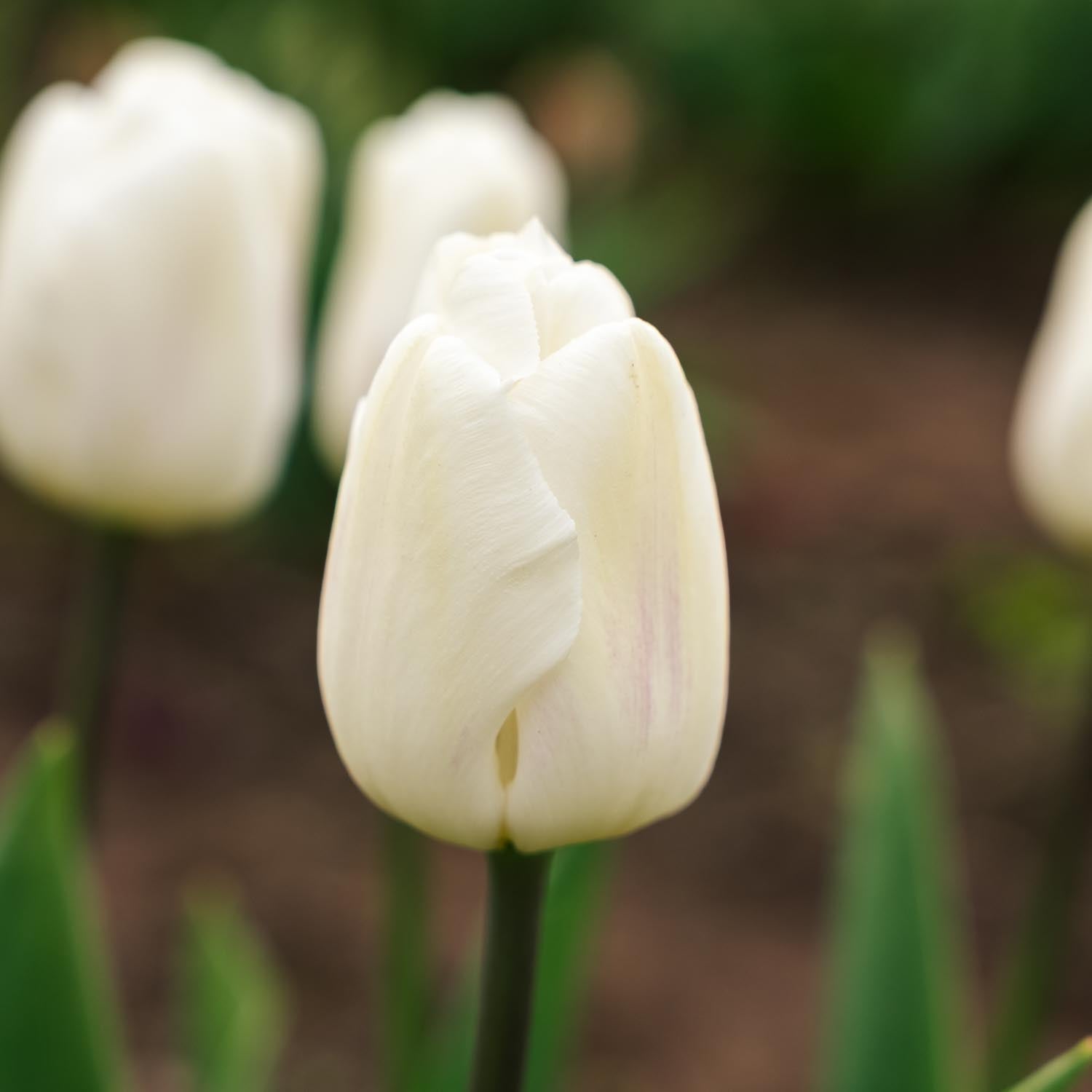 Tulpan 'White Flag'