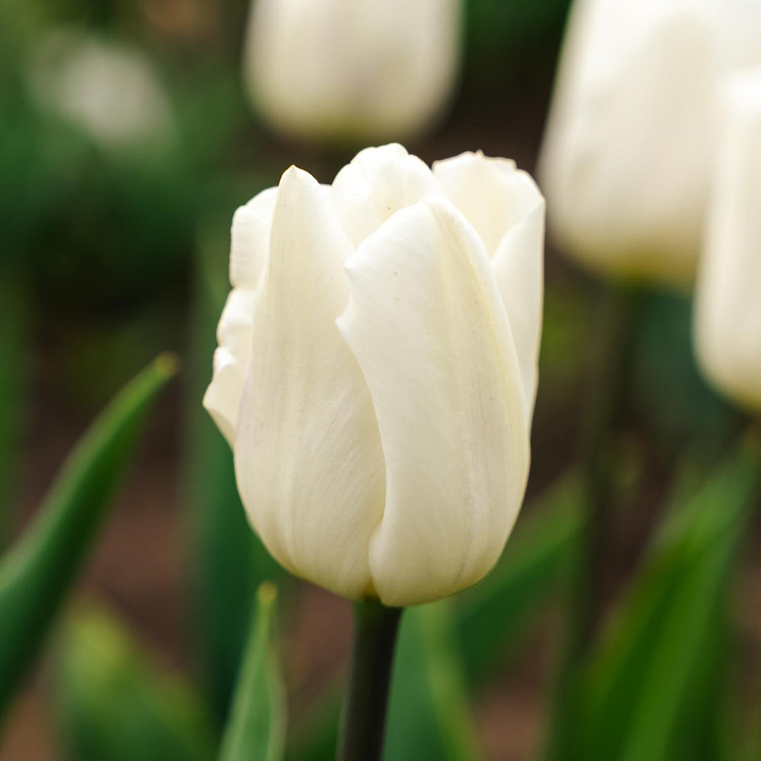 Tulpan 'White Flag'