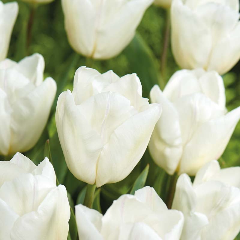 Tulpan 'White Prince'