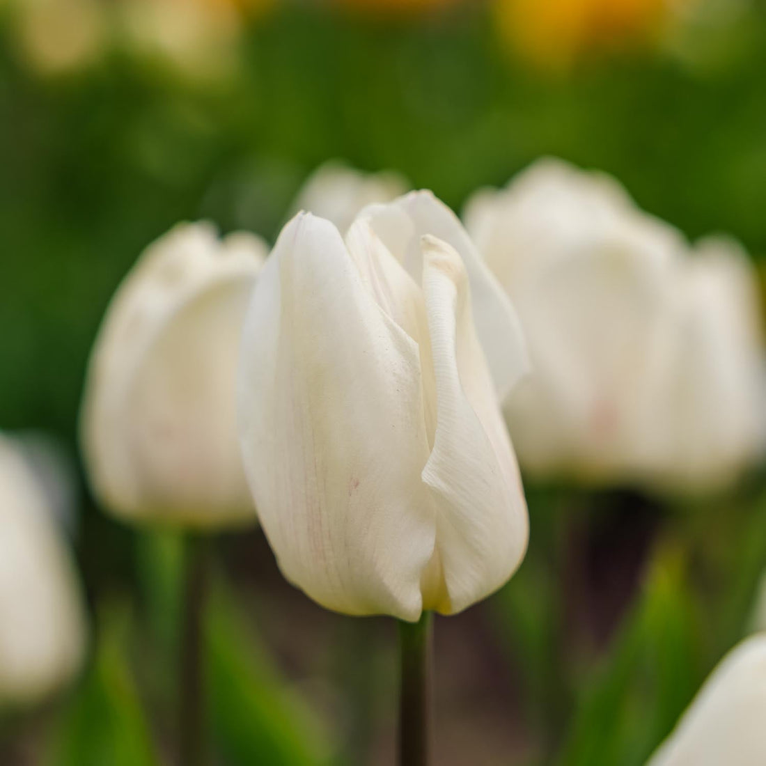 Tulpan 'White Prince'