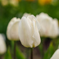 Tulpan 'White Prince'