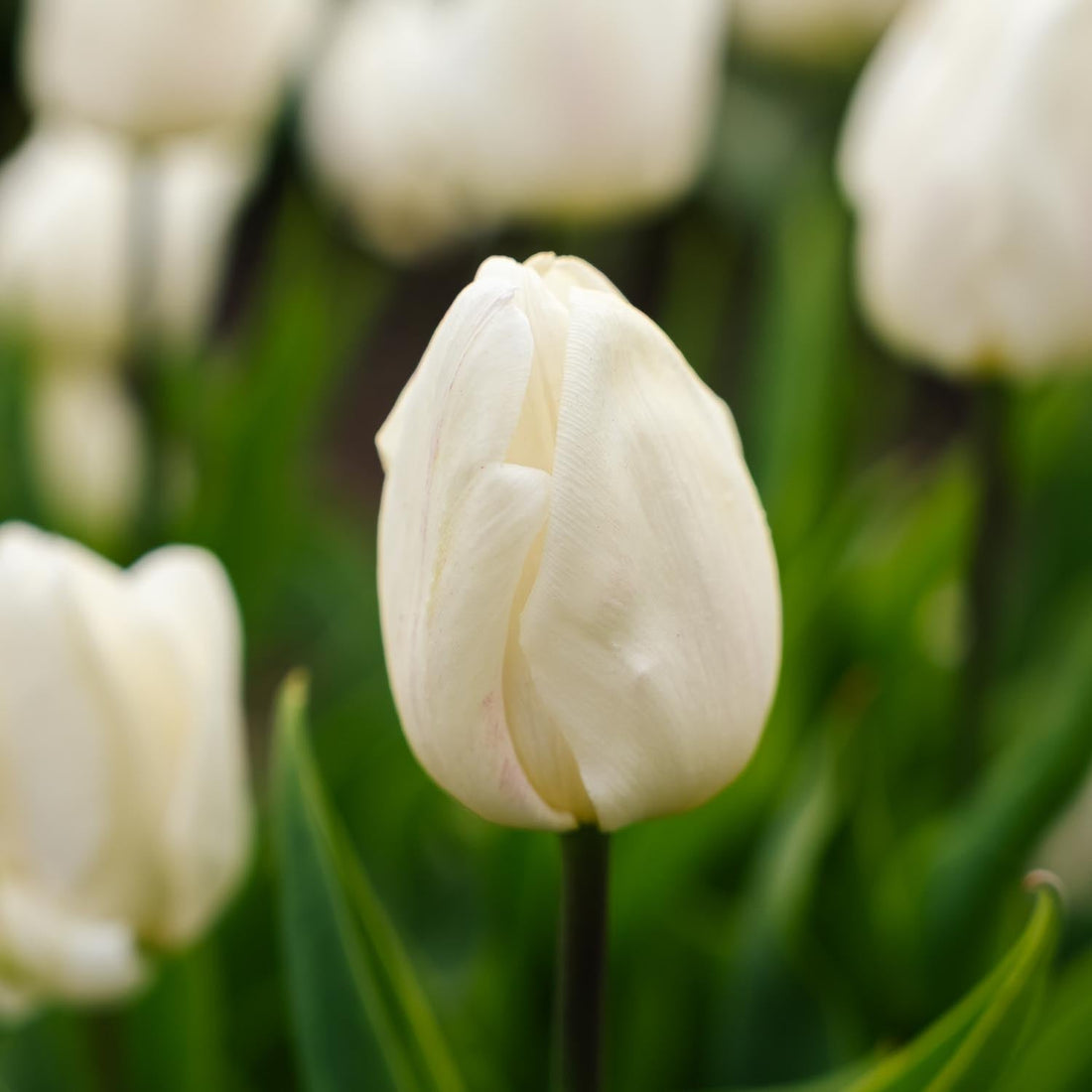 Tulpan 'White Prince'