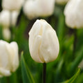 Tulpan 'White Prince'