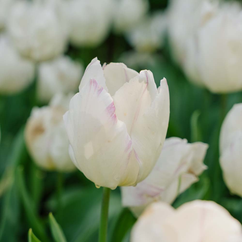 Tulpan 'White Prince'