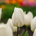 Tulpan 'White Prince'
