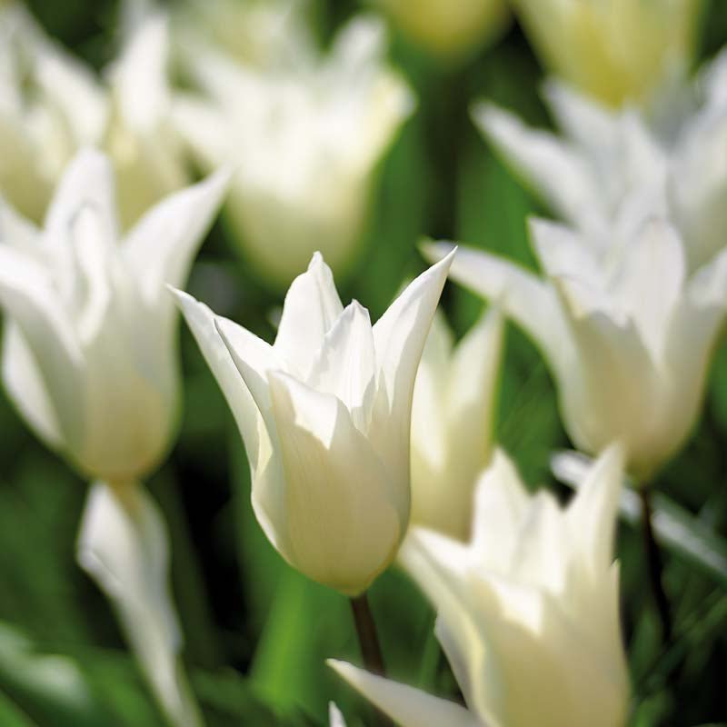 Tulpan 'White Triumphator'