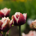 Tulpan 'Wyndham'
