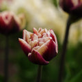 Tulpan 'Wyndham'