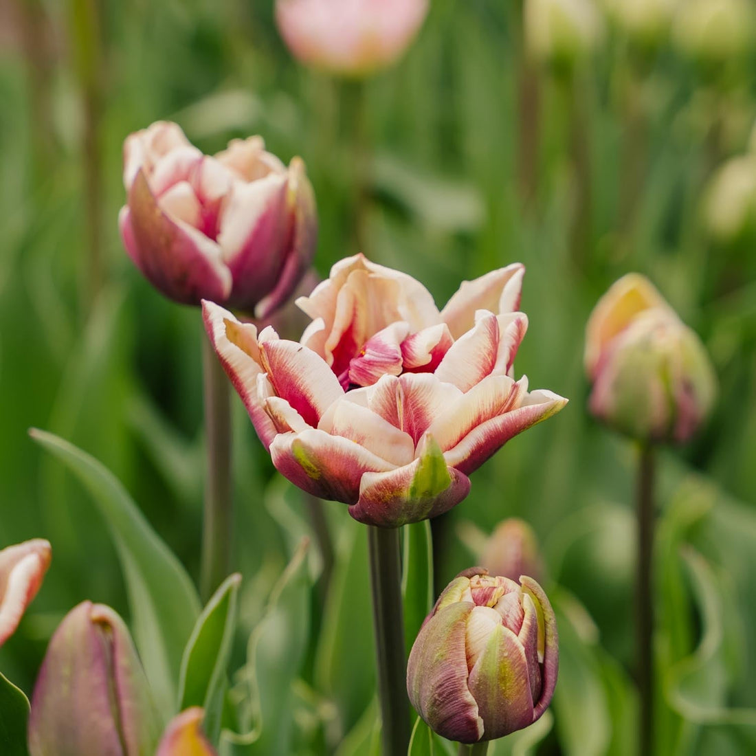 Tulpan 'Wyndham'