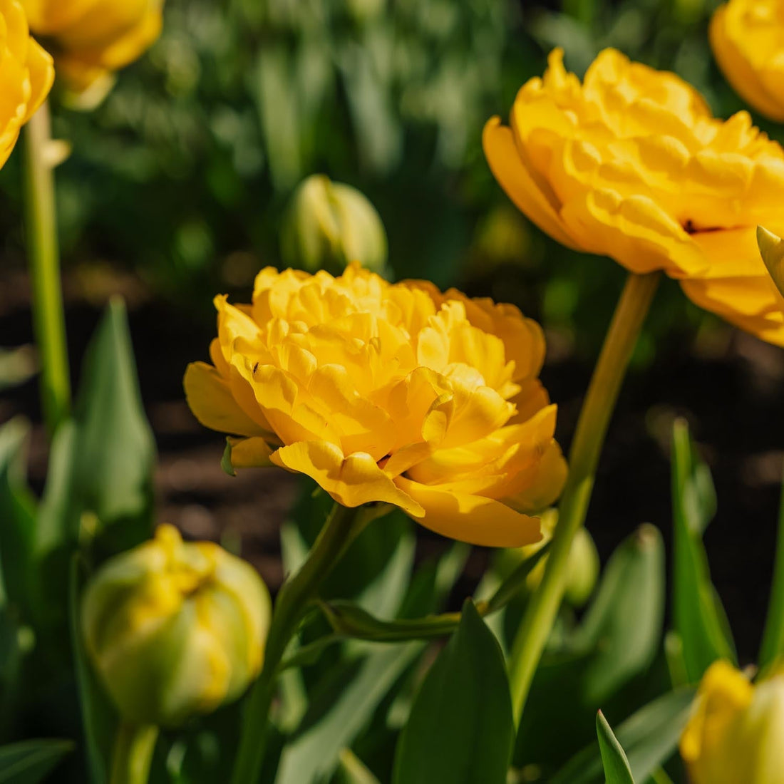 Tulpan 'Yellow Pomponette'