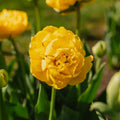 Tulpan 'Yellow Pomponette'