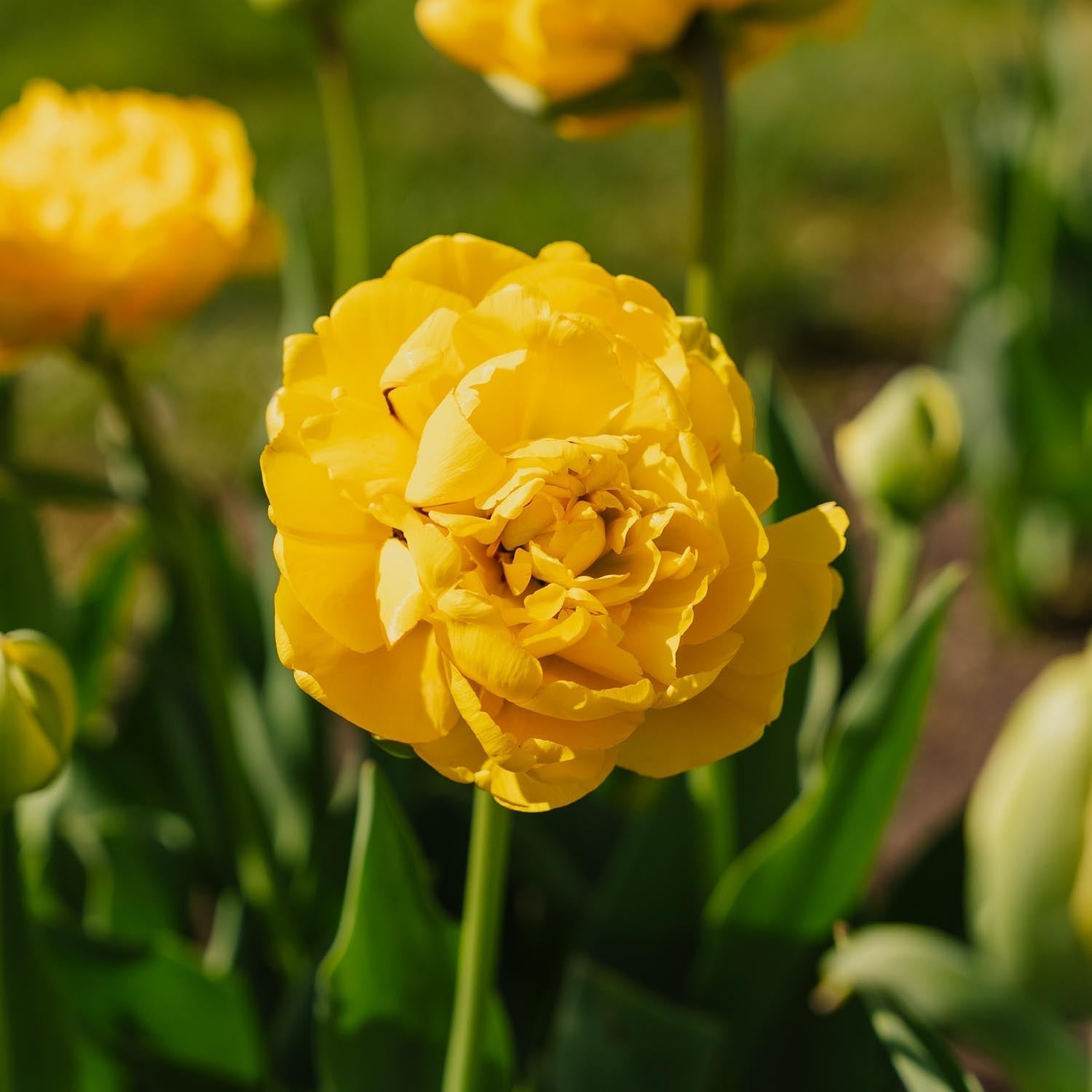 Tulpan 'Yellow Pomponette'