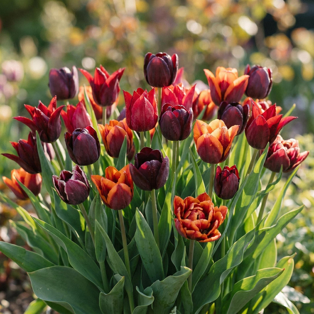 Tulpanblandning 'After Dusk Bouquet Mix'