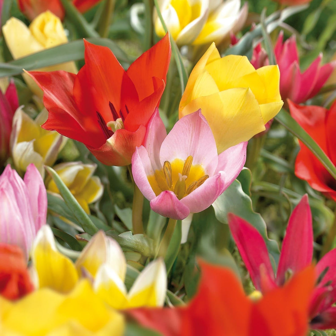 Tulpanblandning 'Botanical Mixed'