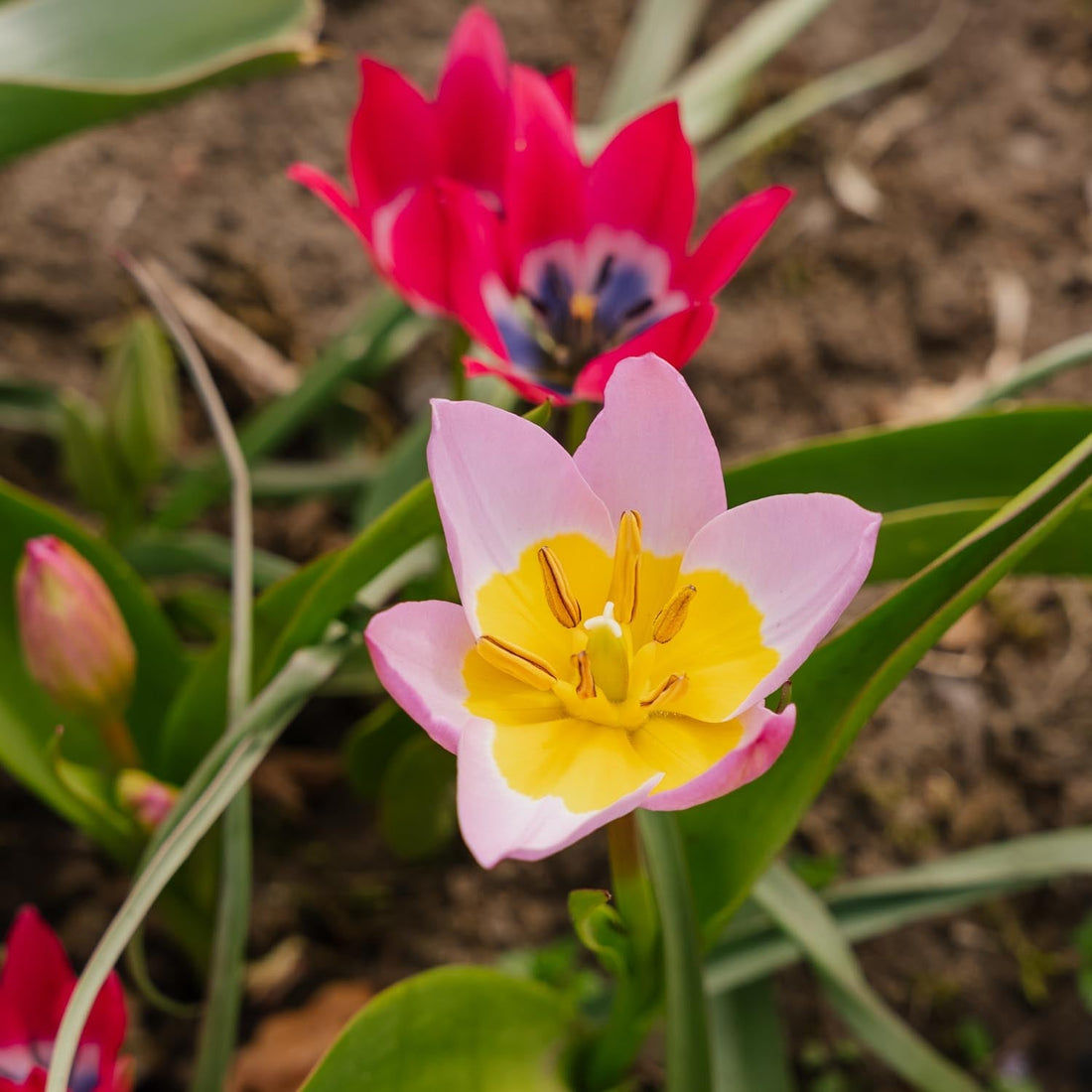 Tulpanblandning 'Botanical Mixed'