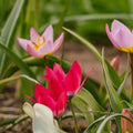 Tulpanblandning 'Botanical Mixed'
