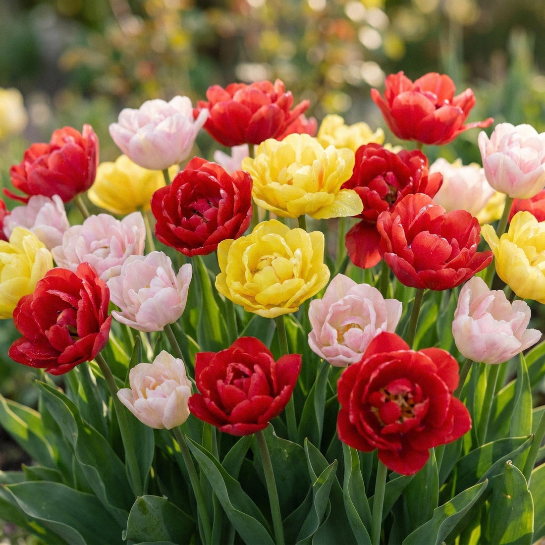 Tulpanblandning 'Dance Bouquet Mix'