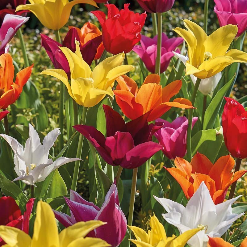 Tulpanblandning 'Lily Flowering Mixed'