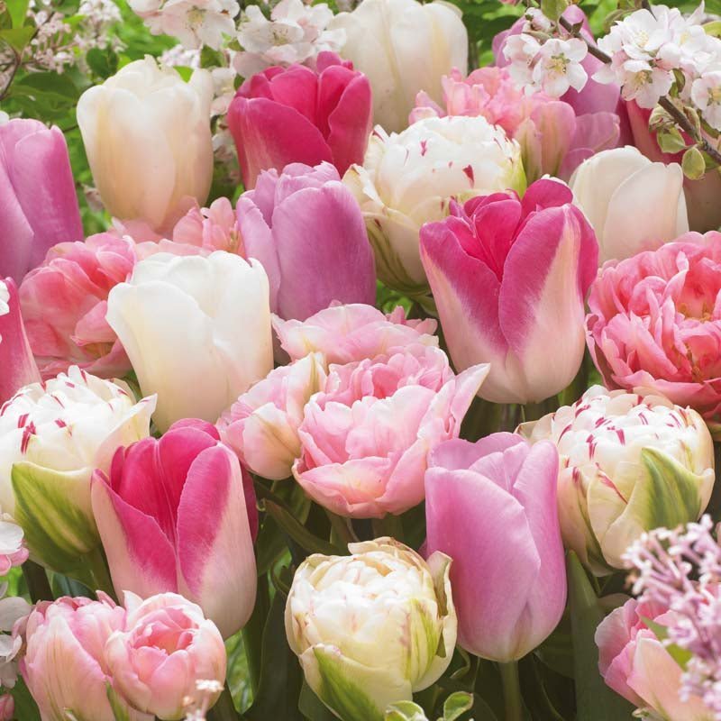 Tulpanblandning 'Pink - White Mixed'
