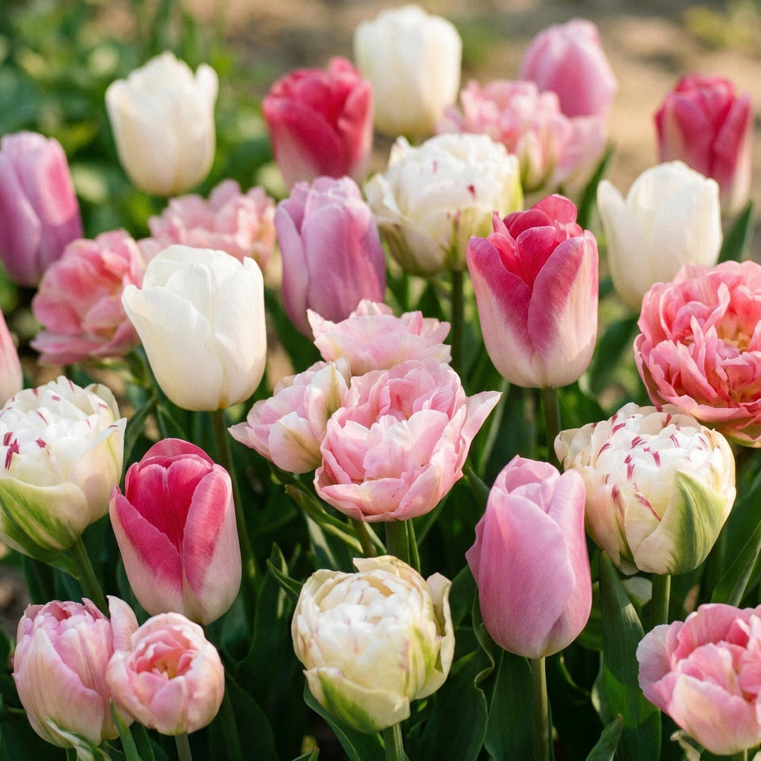 Tulpanblandning 'Pink White Mixed'