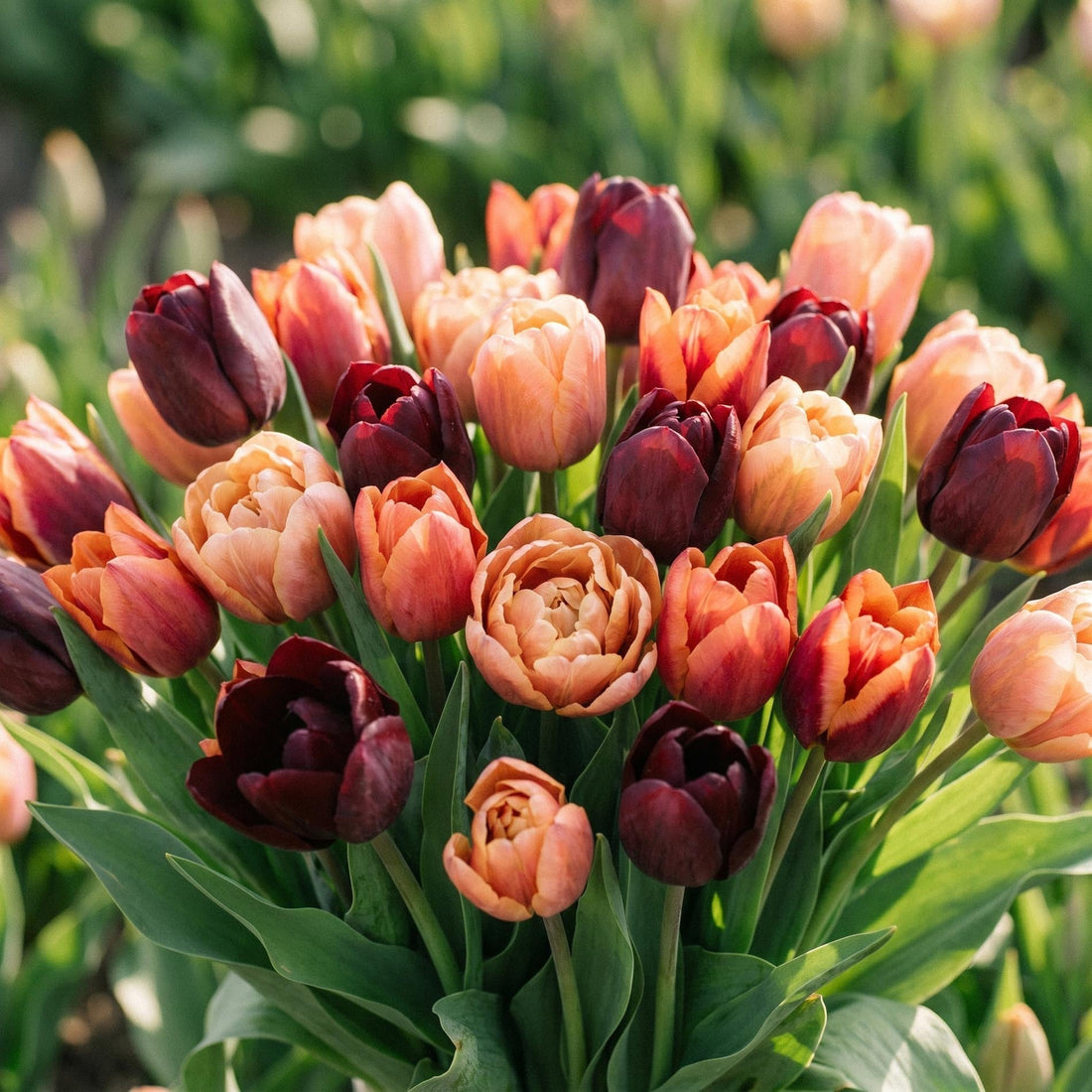 Tulpanblandning 'Sassy Bouquet Mix'