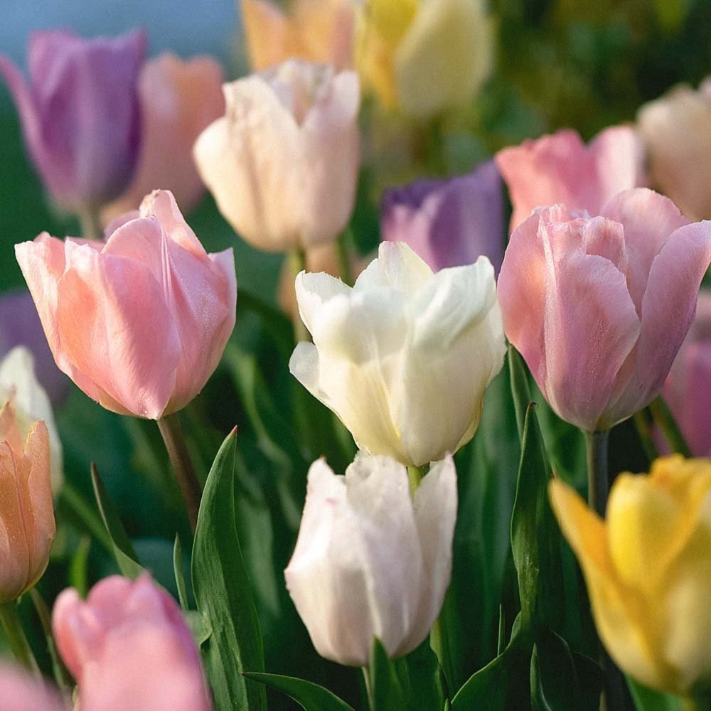 Tulpanblandning 'Triumph Pastel Mix'