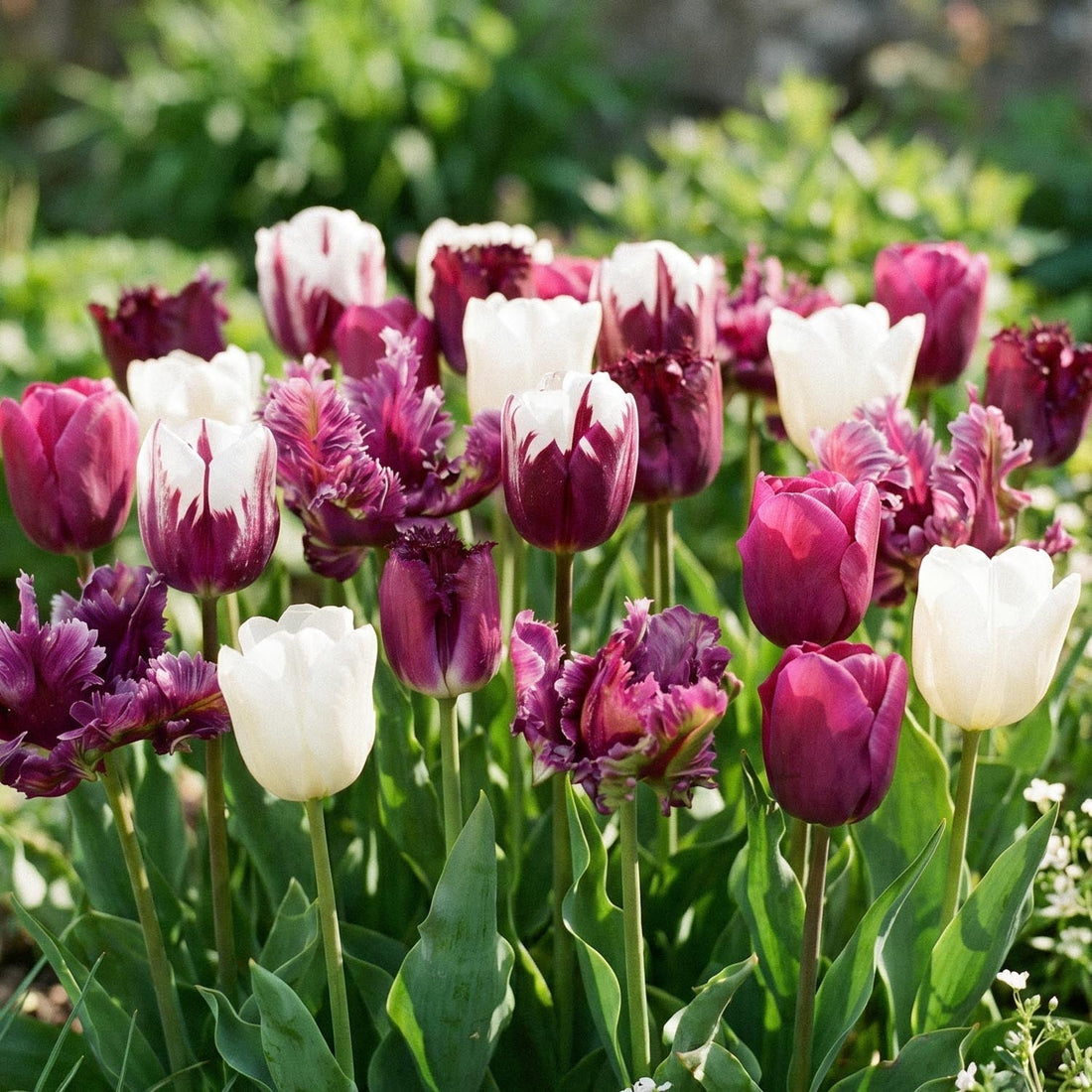 Tulpanblandning 'Violet Lilac Mixed'