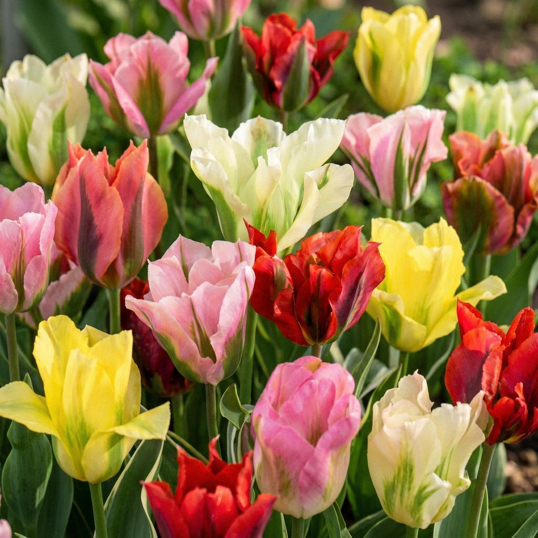 Tulpanblandning 'Viridiflora Mixed'