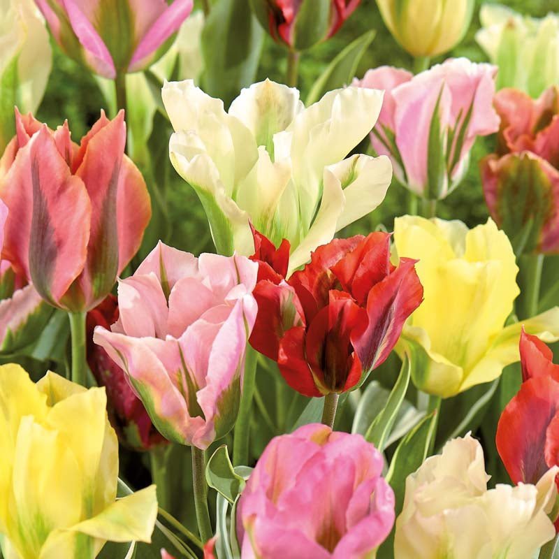 Tulpanblandning 'Viridiflora Mixed'