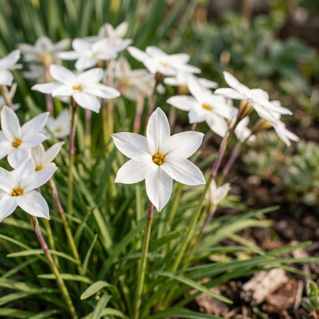 Vårlilja, Ipheion 'Alberto Castillo'