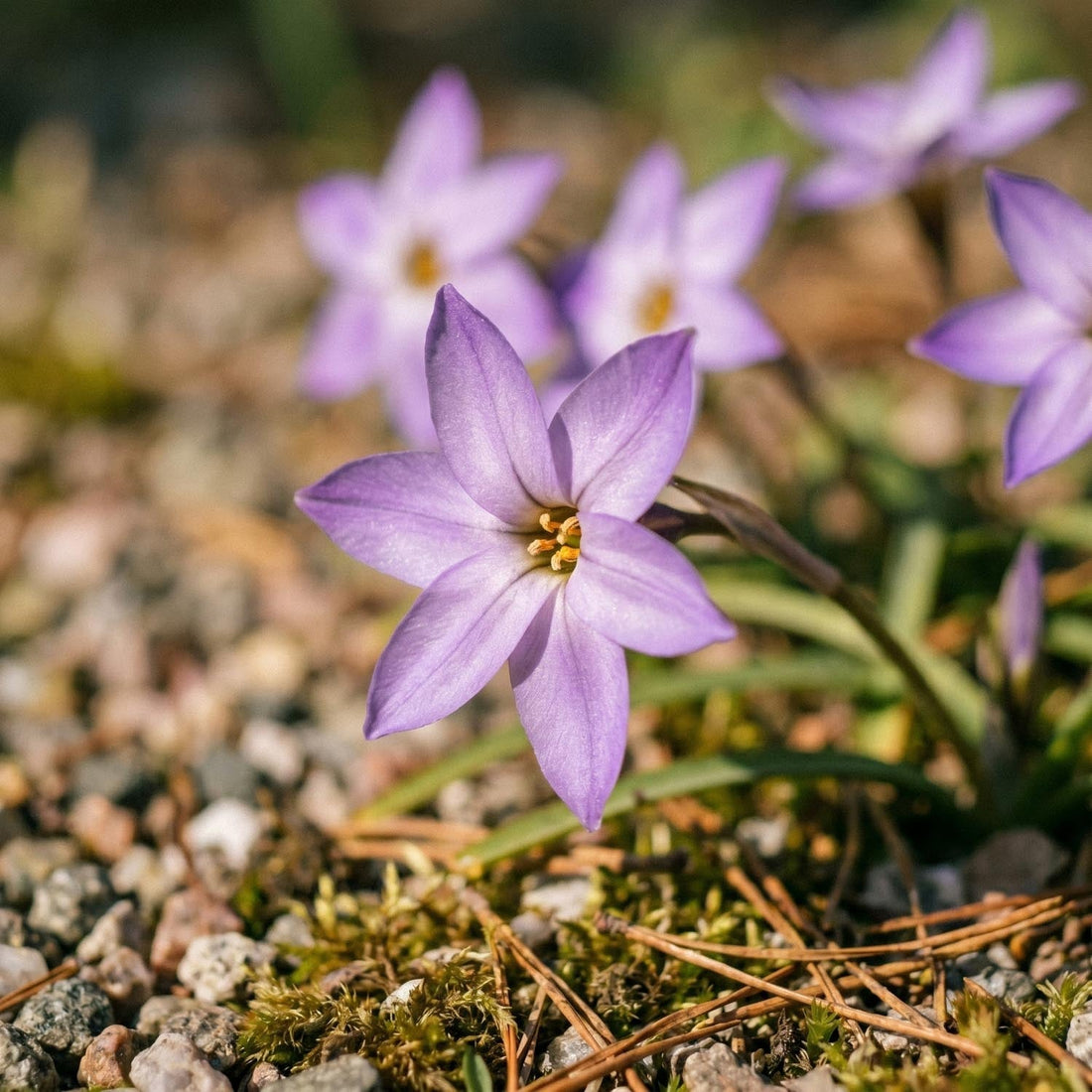 Vårlilja, Ipheion 'Charlotte Bishop'
