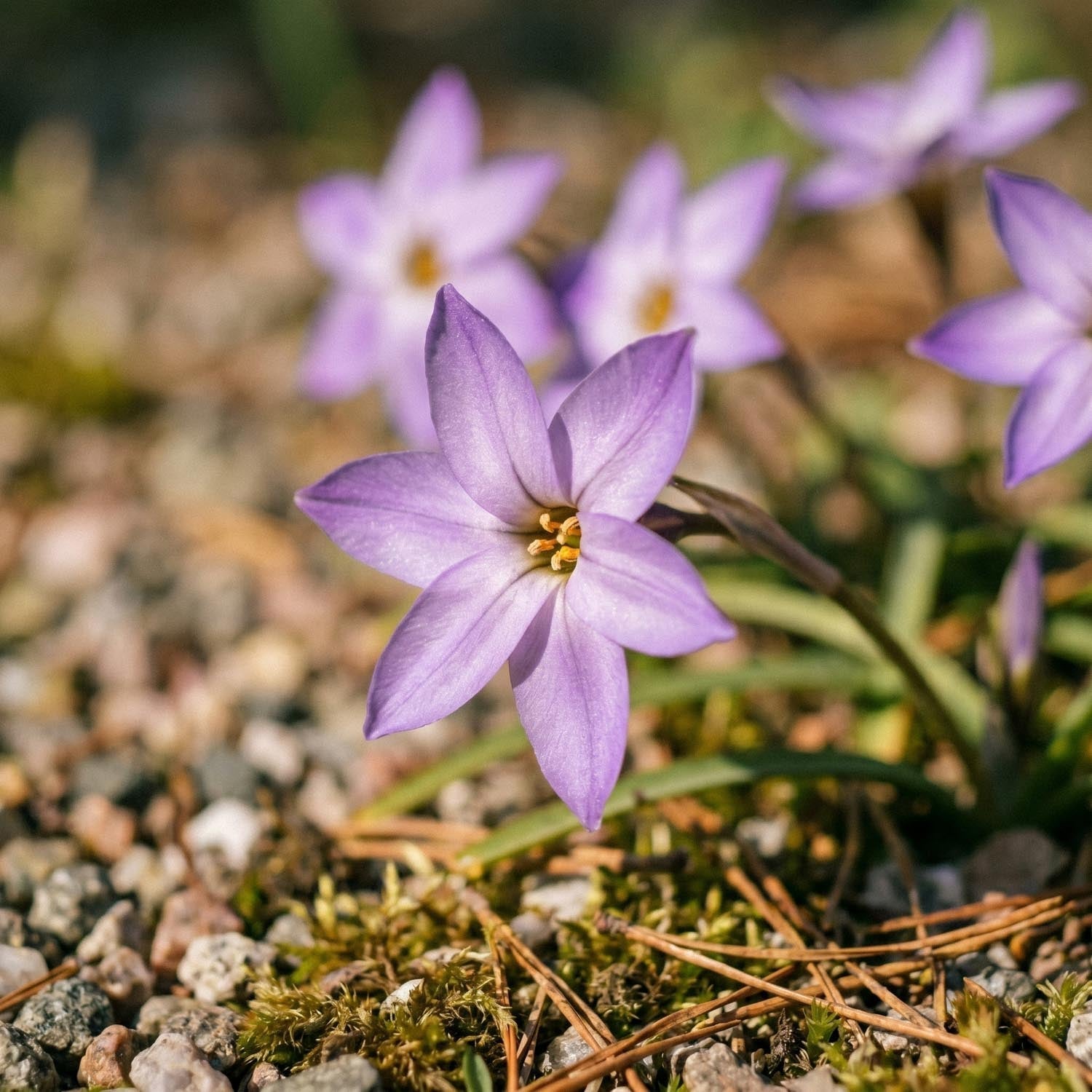 Vårlilja, Ipheion 'Charlotte Bishop'