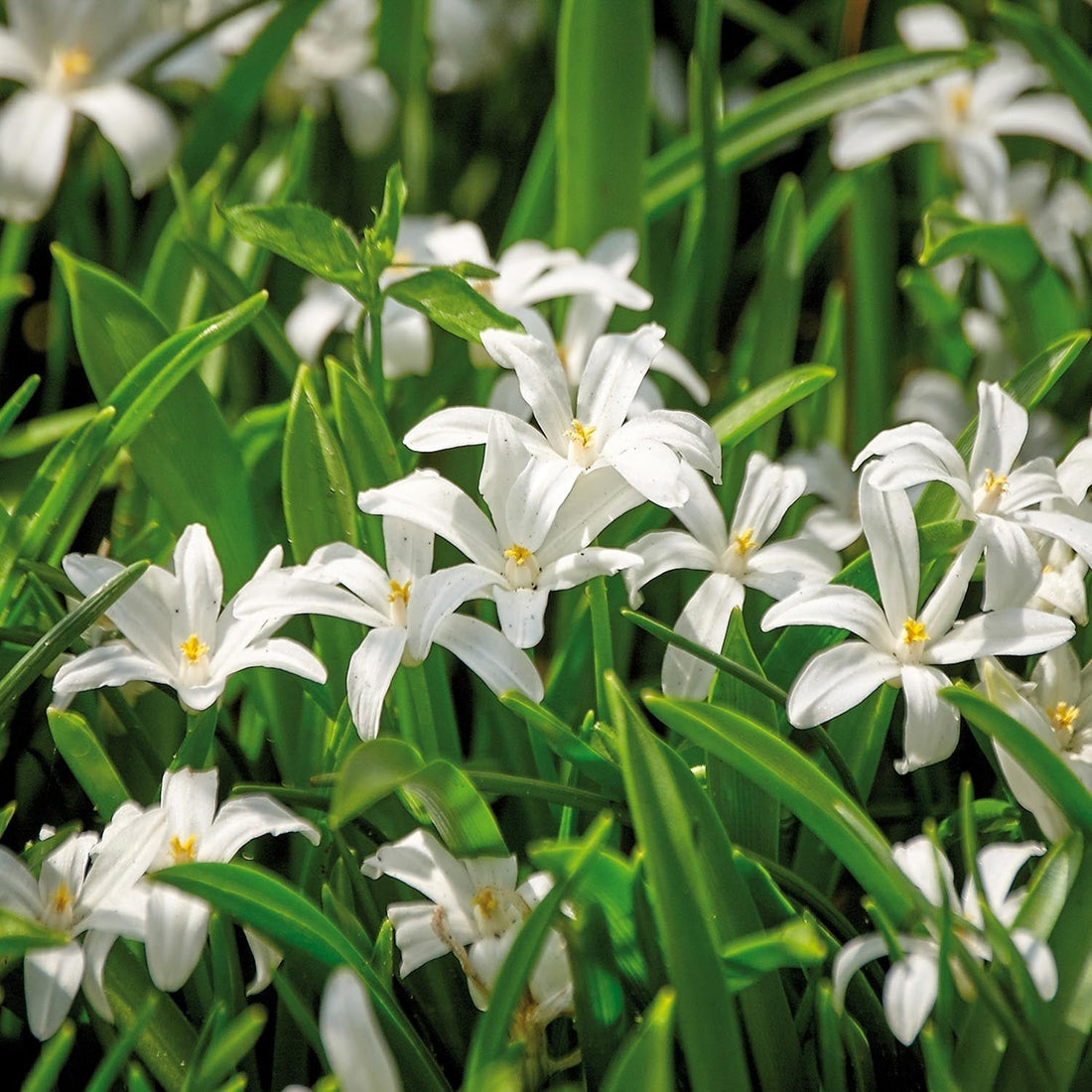 Vårstjärna, Chionodoxa 'Alba'