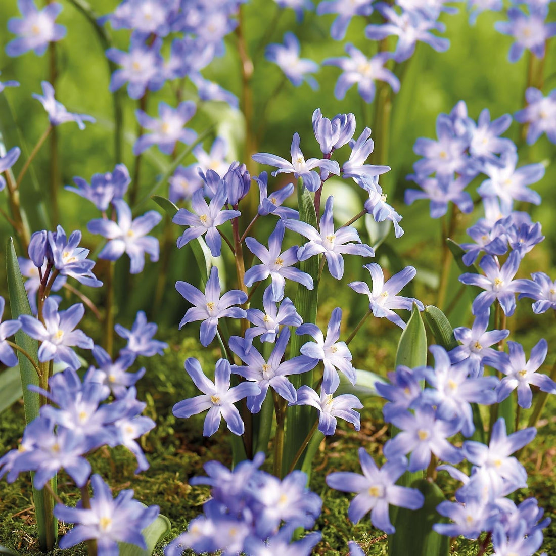 Vårstjärna, Chionodoxa 'Blue Giant'