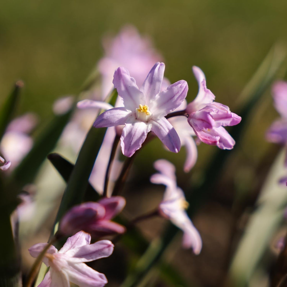 Vårstjärna, Chionodoxa 'Pink Giant'