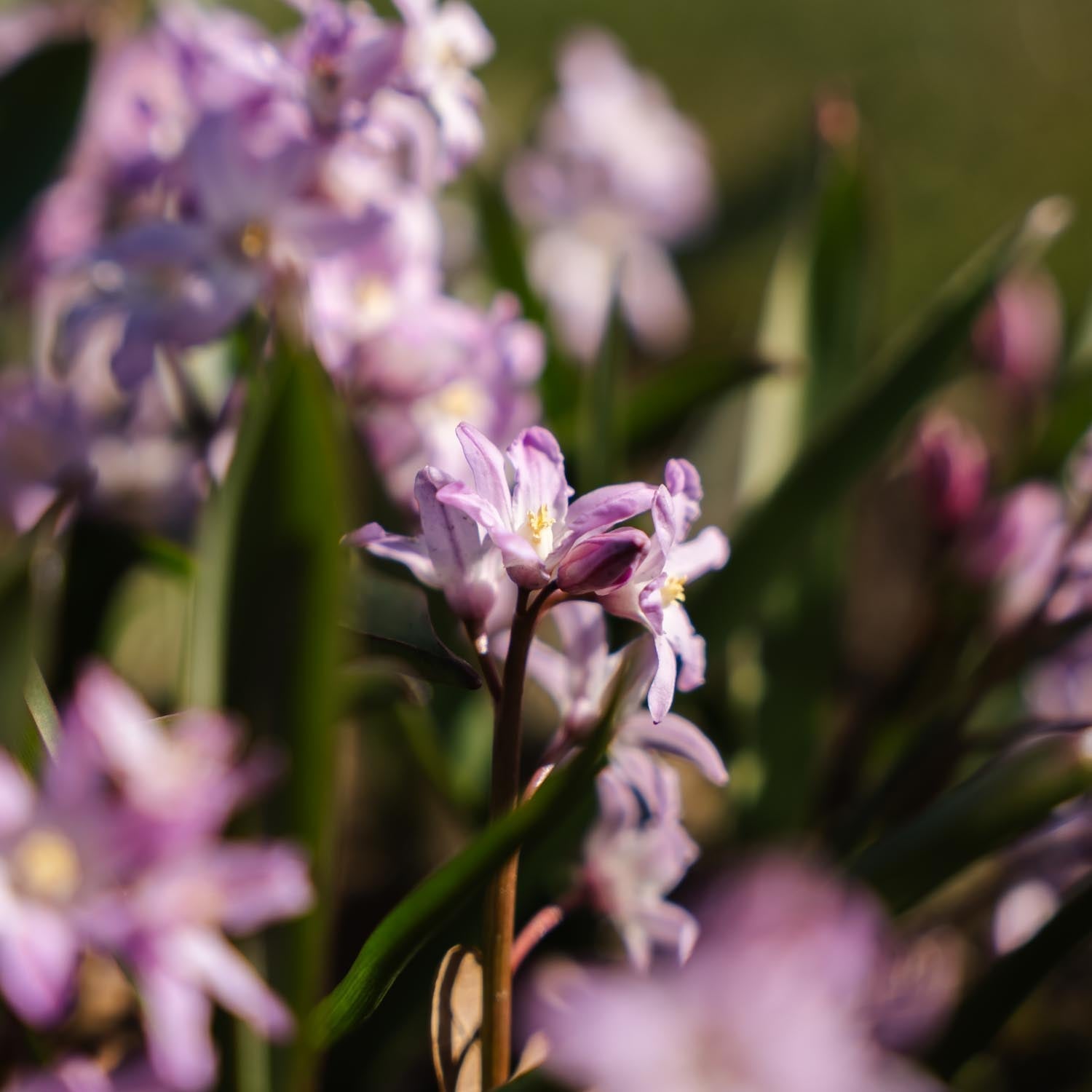 Vårstjärna, Chionodoxa 'Pink Giant'