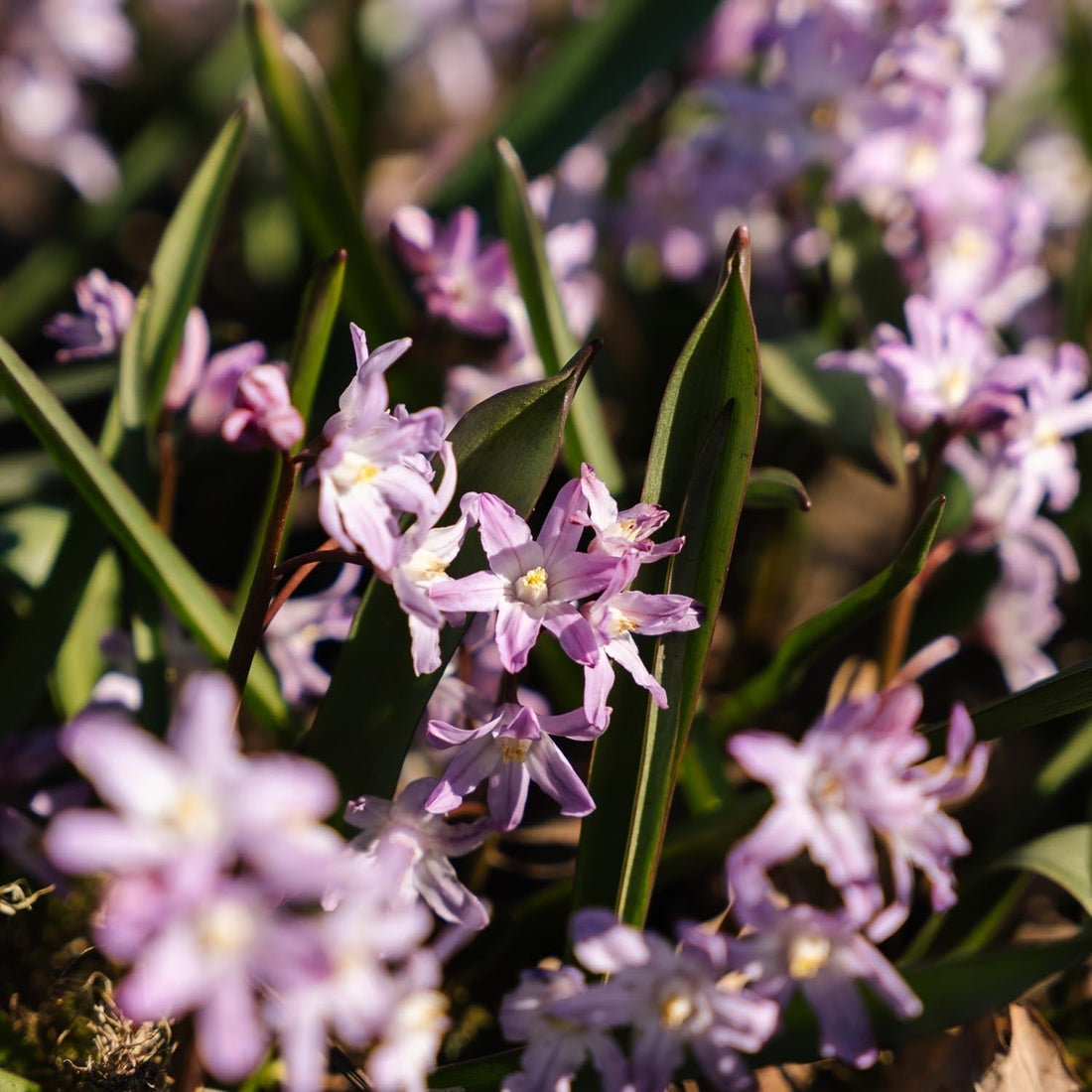 Vårstjärna, Chionodoxa 'Pink Giant'