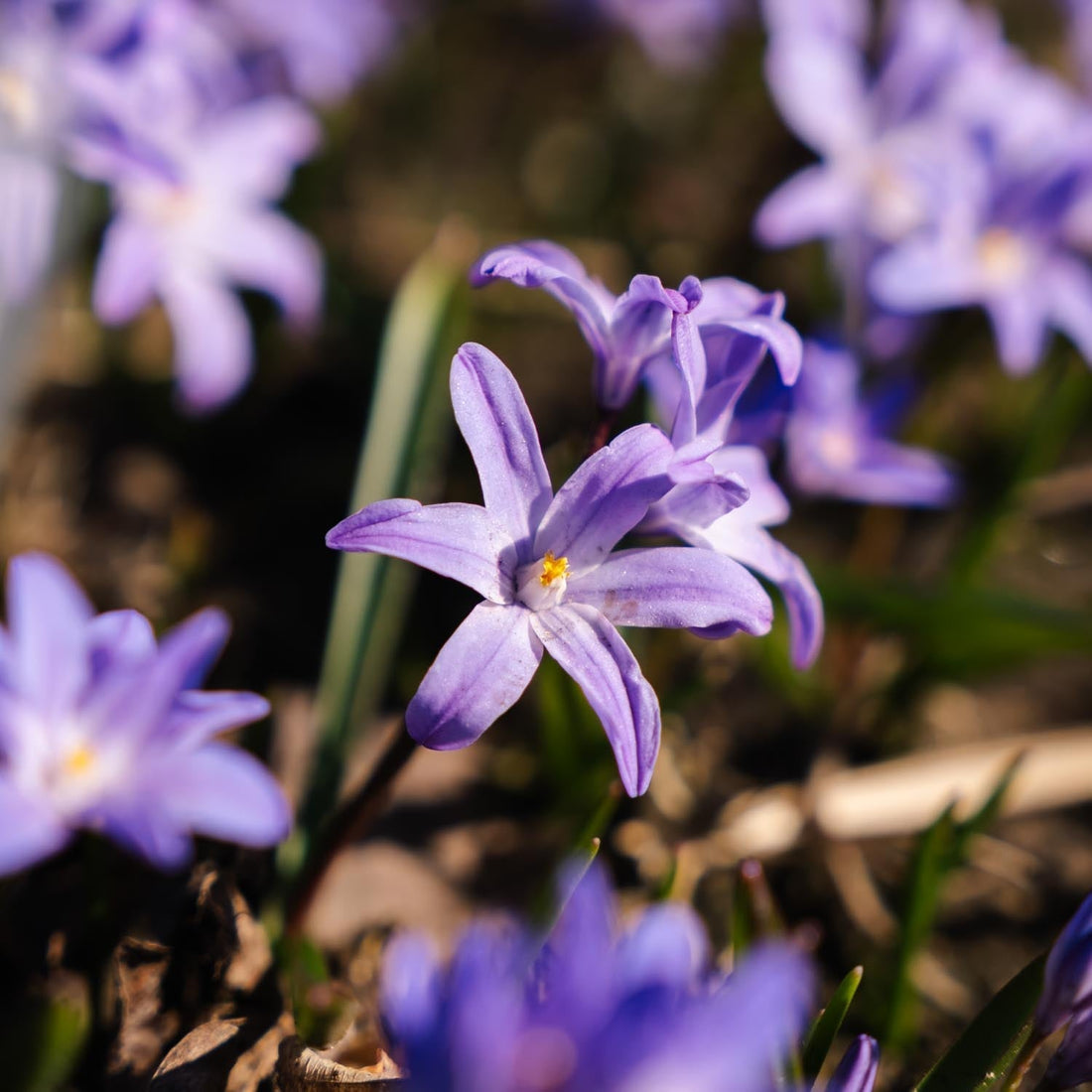 Vårstjärna, Chionodoxa 'Violet Beauty'