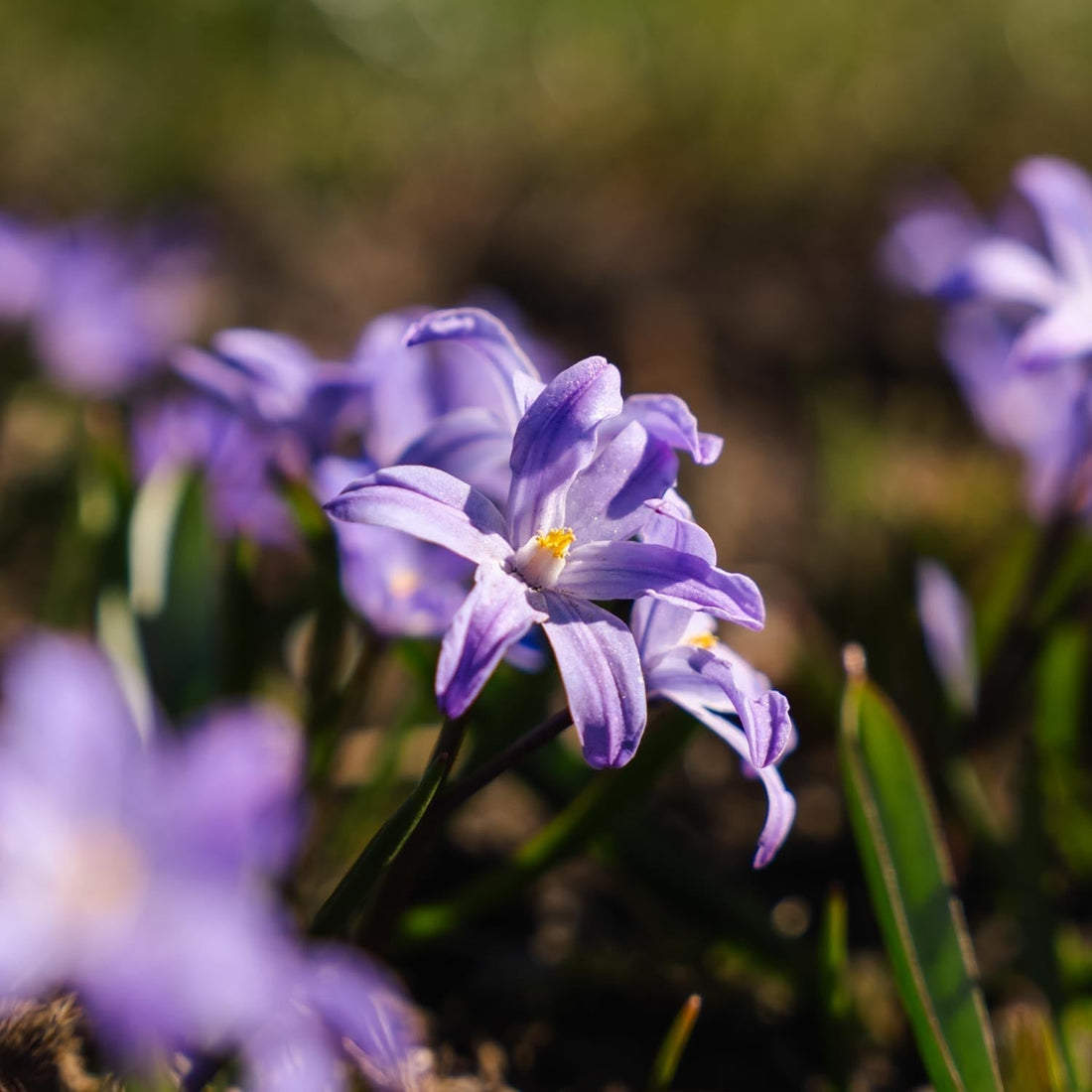 Vårstjärna, Chionodoxa 'Violet Beauty'