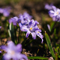 Vårstjärna, Chionodoxa 'Violet Beauty'