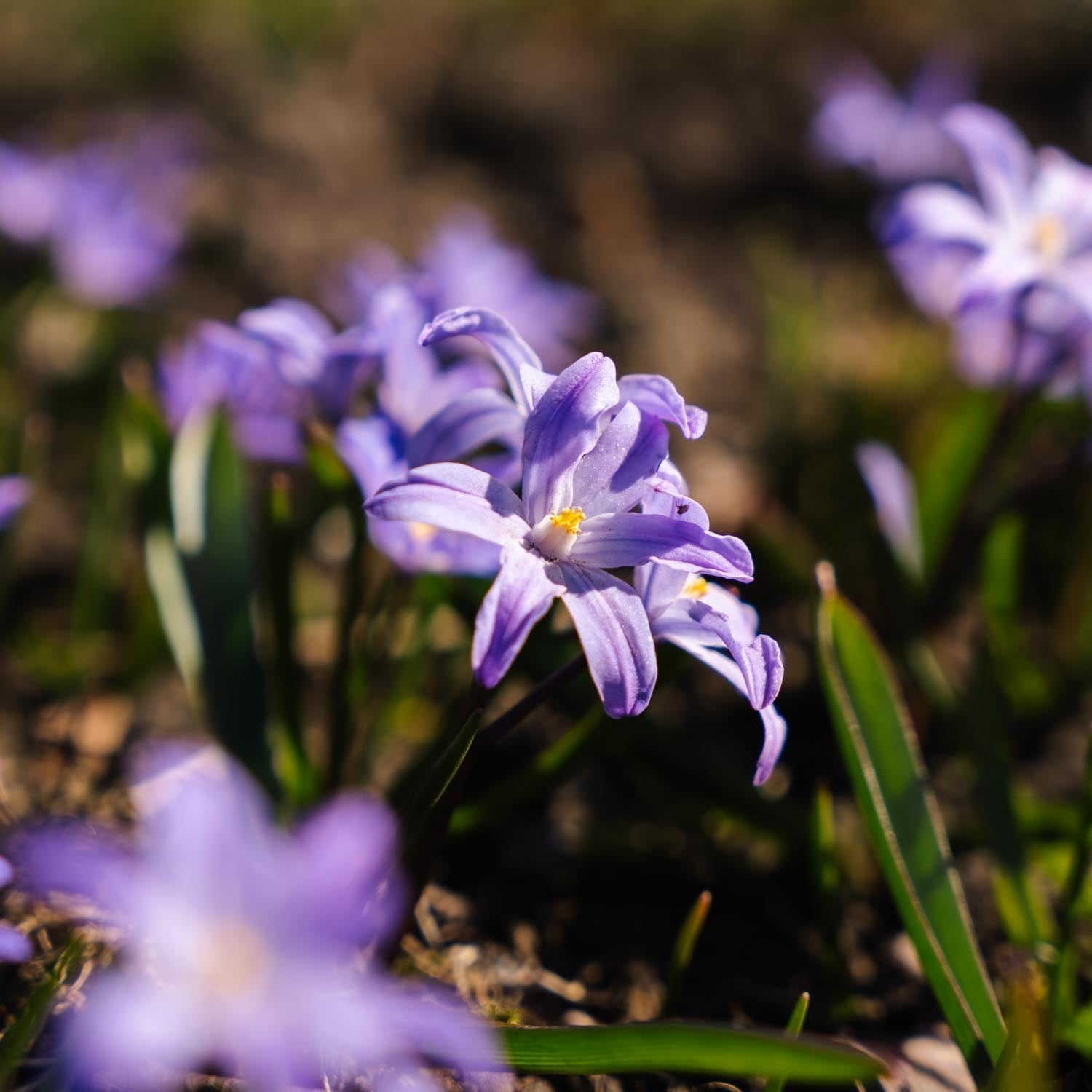 Vårstjärna, Chionodoxa 'Violet Beauty'