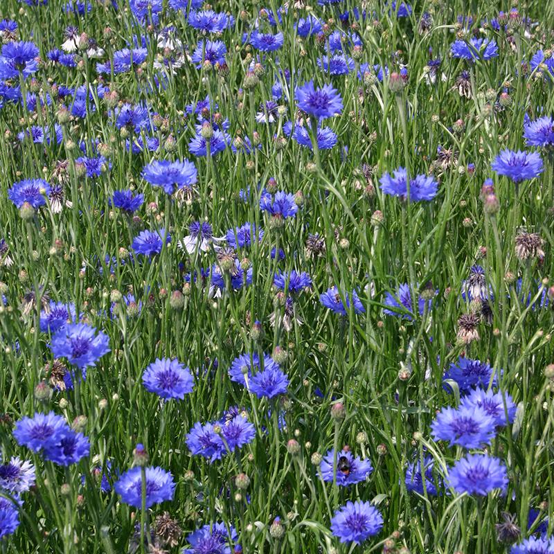 Väddfrön 'Cornflower' - 120 Ekologiska Frön