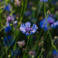 Väddfrön 'Cornflower' - 120 Ekologiska Frön