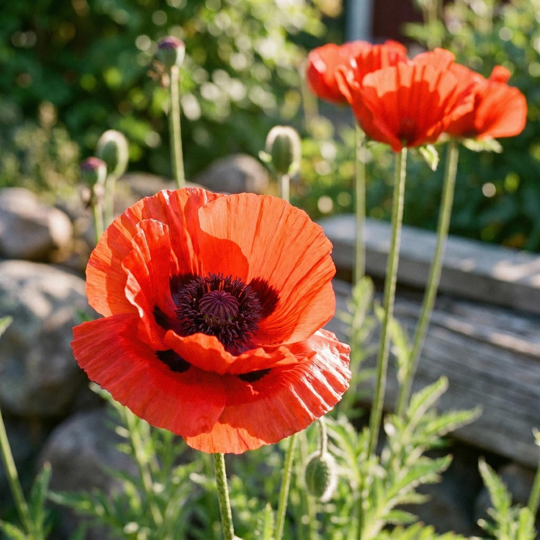 Vallmo, Papaver 'Beauty of Livermere'