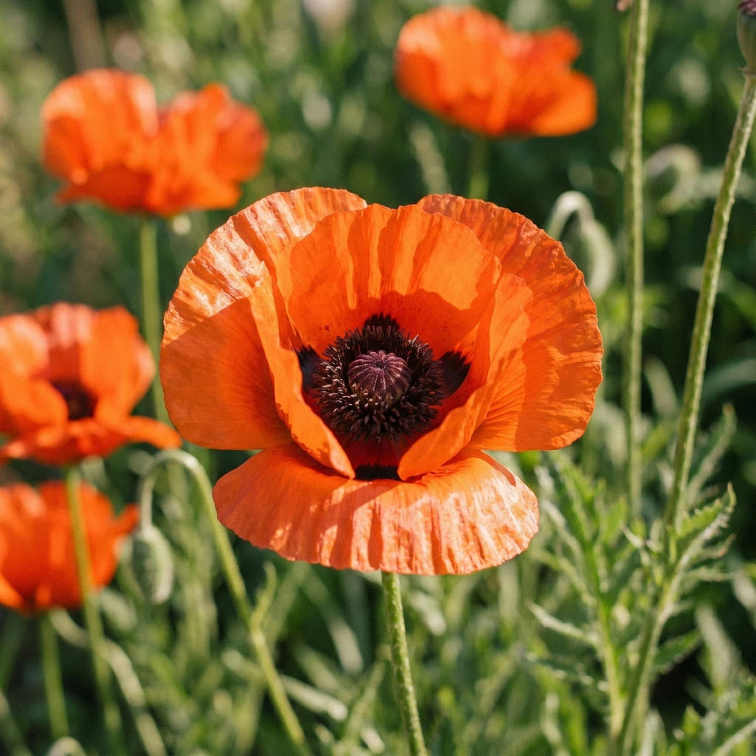 Vallmo, Papaver 'Brilliant'