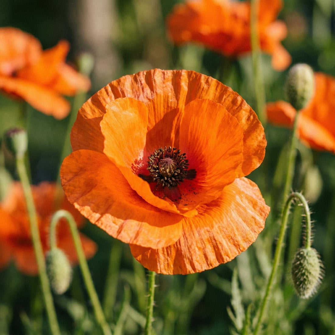 Vallmo, Papaver 'Harvest Moon'