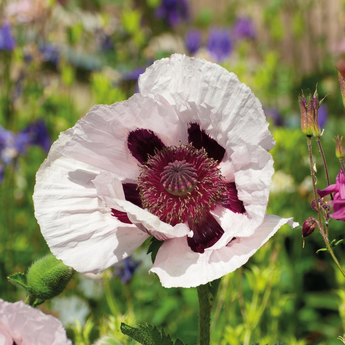 Vallmo, Papaver 'Royal Wedding'