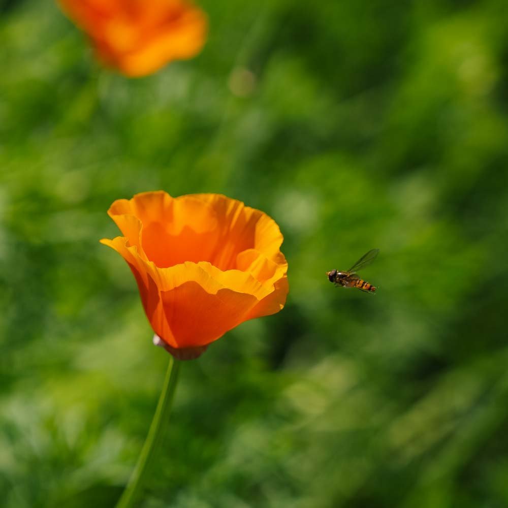 Vallmofrön - 100 ekologiska Frön