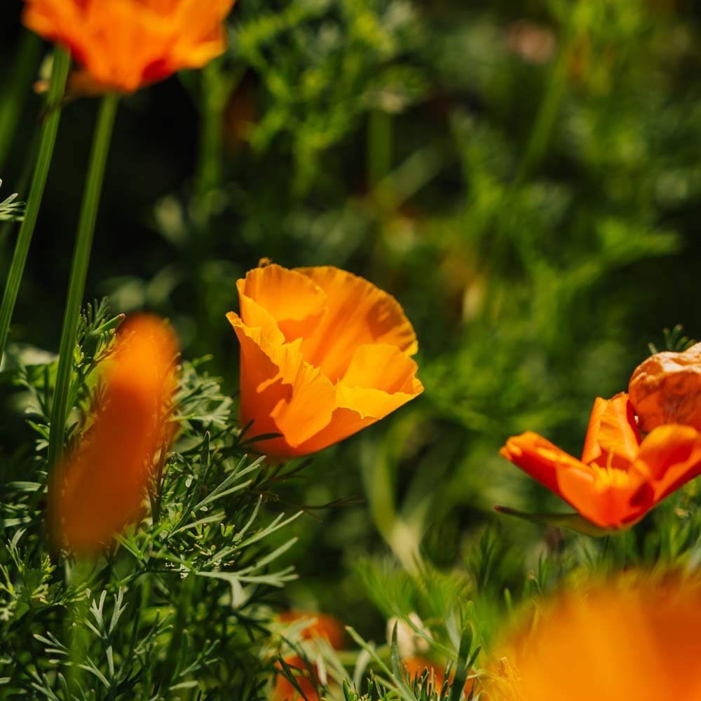 Vallmofrön - 100 ekologiska Frön